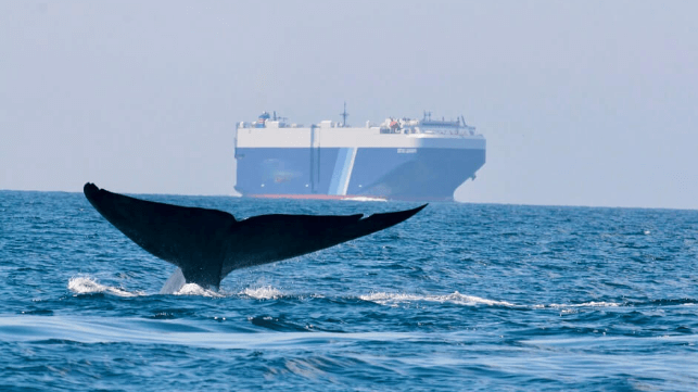 Whale with NYK car carrier in background