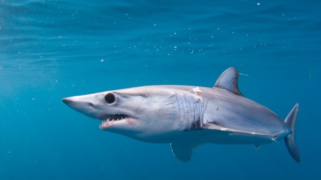 shortfin mako