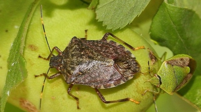 stink bug