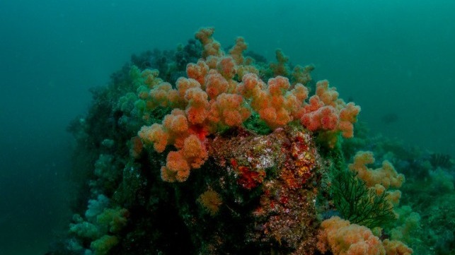 Climate Change Threatens the Western Indian Ocean's Rich Coral Reefs - The Maritime Executive