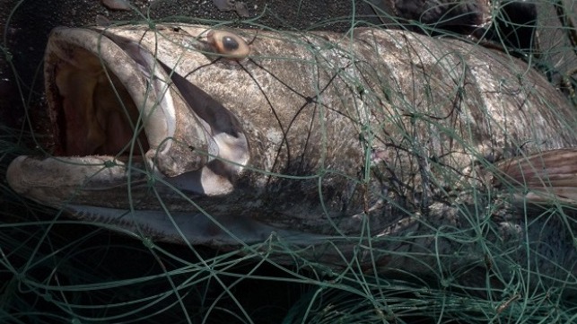 Totoaba courtesy of Sea Shepherd