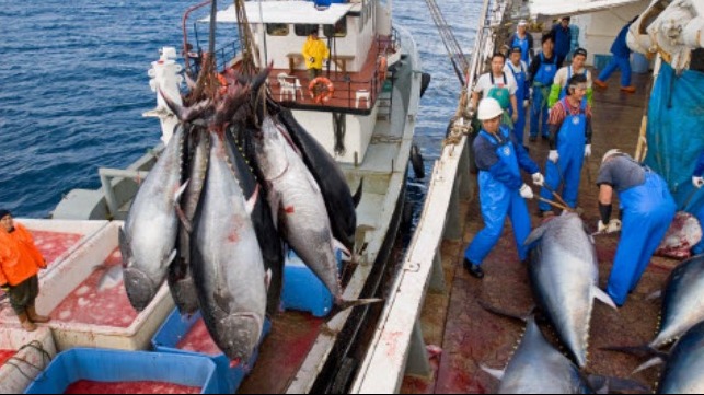 Tuna
