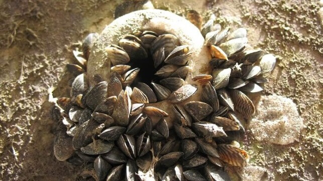 Zebra mussels