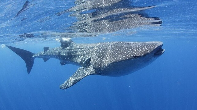 whale shark