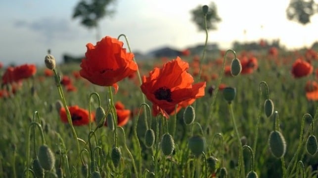 https://www.maritime-executive.com/media/images/article/Photos/Historical/Poppies_Field_in_Flanders.40c42e.jpg