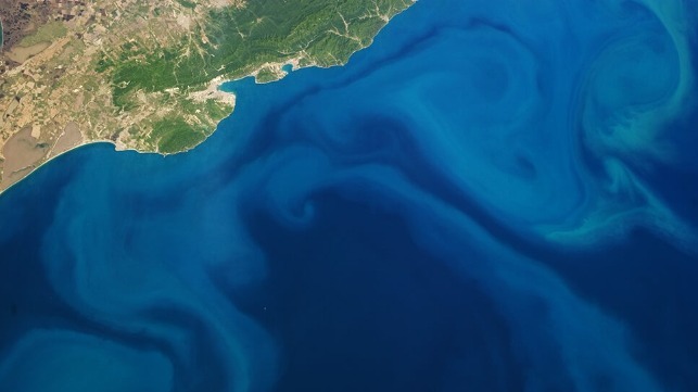 Plankton in the Black Sea