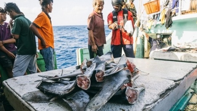 Images reproduites avec l'aimable autorisation de Sea Shepherd