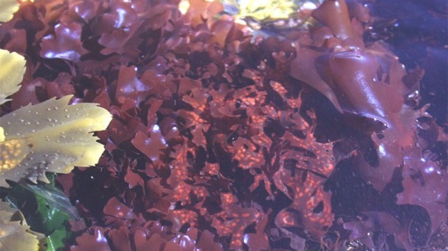 Chondrus crispus has been called sea moss.