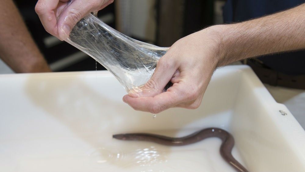 The U.S. Navy is developing a mucus defense against hagfish