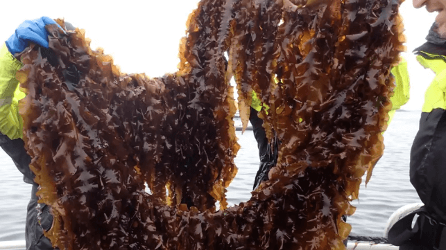 Seaweed