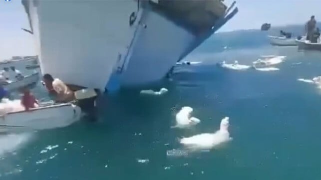 sheep rescue