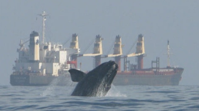 speeding ships endangering whales  