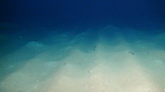 The plough tracks in which the manganese nodules were ploughed under and the sediments disturbed are still clearly visible after 26 years. © ROV-Team/GEOMAR