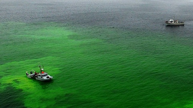 MBARI researchers released biodegradable dye from the research vessel Paragon (left) while collaborators from the U.S. Coast Guard and other organizations watched from a second boat nearby. Image: Todd Walsh © 2018 MBARI