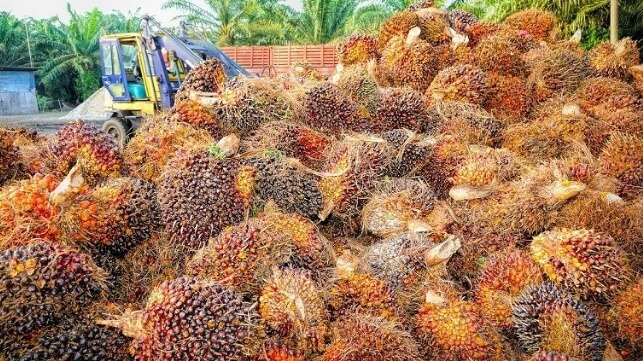 oil palm