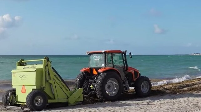 Sargassum