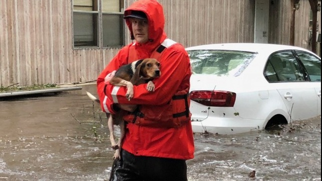 A member of Coast Guard Shallow-Water Response Boat Team 3 rescues pets stranded by floodwaters caused by Hurricane Florence in North Carolina, September 16, 2018.