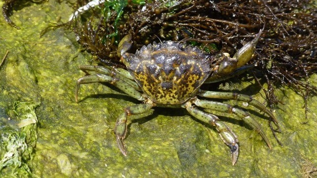 green crab