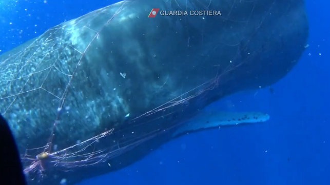 Diver tries to free whale caught in net