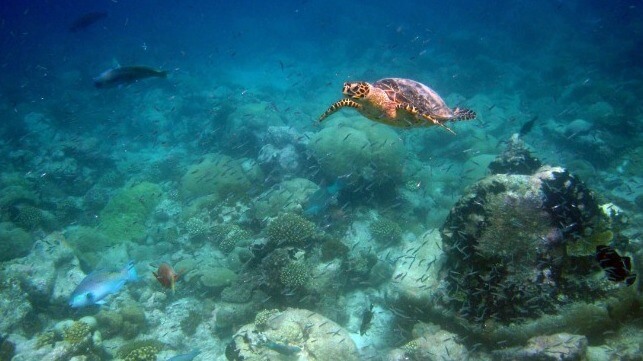 Hawksbill turtle at a reef in the Chagos MPA (UK Foreign and Commonwealth Office)