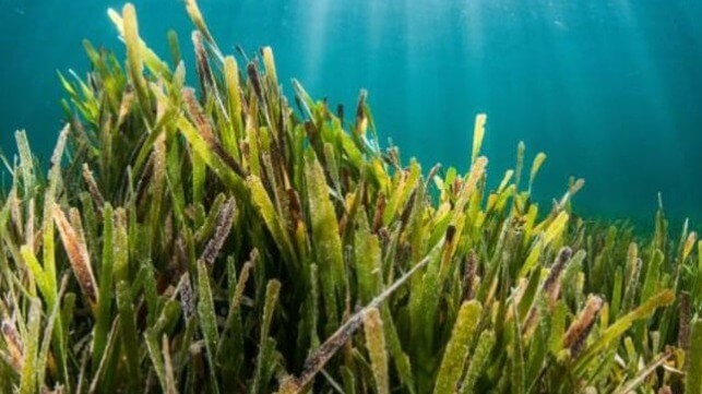 Seagrass