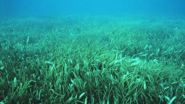 Seagrass meadow in the Florida Keys (NOAA)