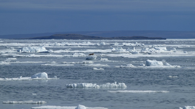 Sea ice along the east coast of Banks Island in the western Canadian Arctic. Photo credit: UVic researcher William Halliday.