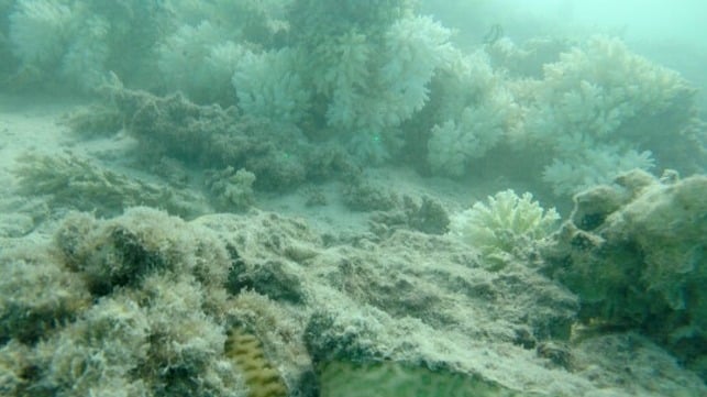 thomas wernberg coral