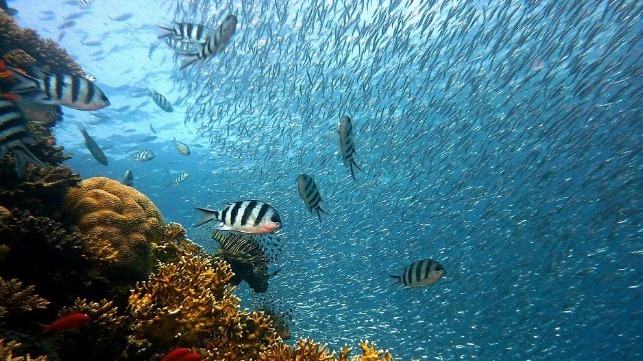 fish