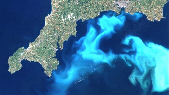 phytoplankton