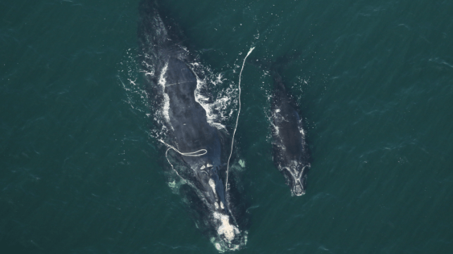 right whale