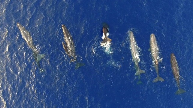slowing to protect whales