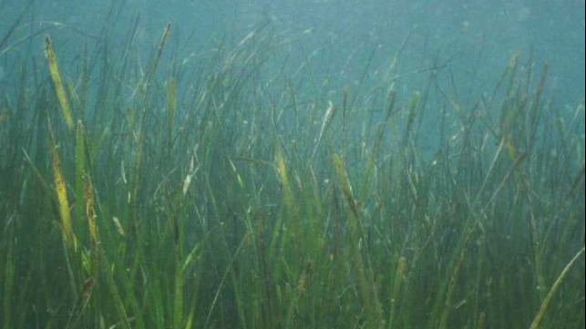studying eelgrass for natural CO2 storage