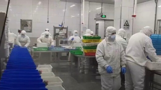 Workers in 2023 at a seafood plant called Yantai Sanko Fisheries in Shandong Province, China, which relies on Uyghur and other labor from Xinjiang (Douyin)