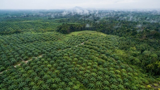 Aerial footage of palm oil and the forest in Sentabai Village, West Kalimantan. 2017. Photo by Nanang Sujana/CIFOR