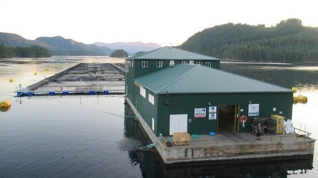 Salmon net pens