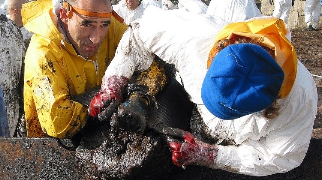 Volunteers cleaning the coastline in Galicia in the aftermath of the Prestige spill, March 2003