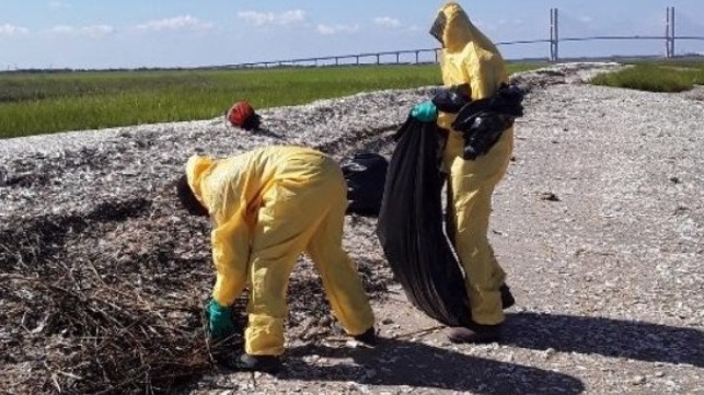 Responders bagging oiled vegetation on the south bank of the Brunswick River.