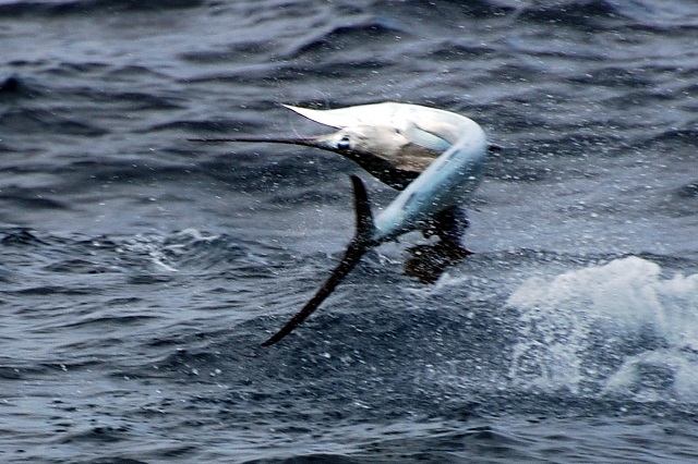 Battle To The End At Murray Associates 14 Fishing Challenge