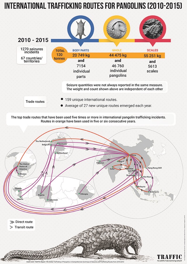 https://www.maritime-executive.com/media/images/pangolin-infographic.jpg